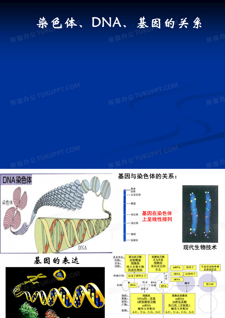 染色体、DNA、基因的关系