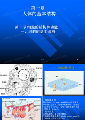 《人体解剖学》人体基本结构