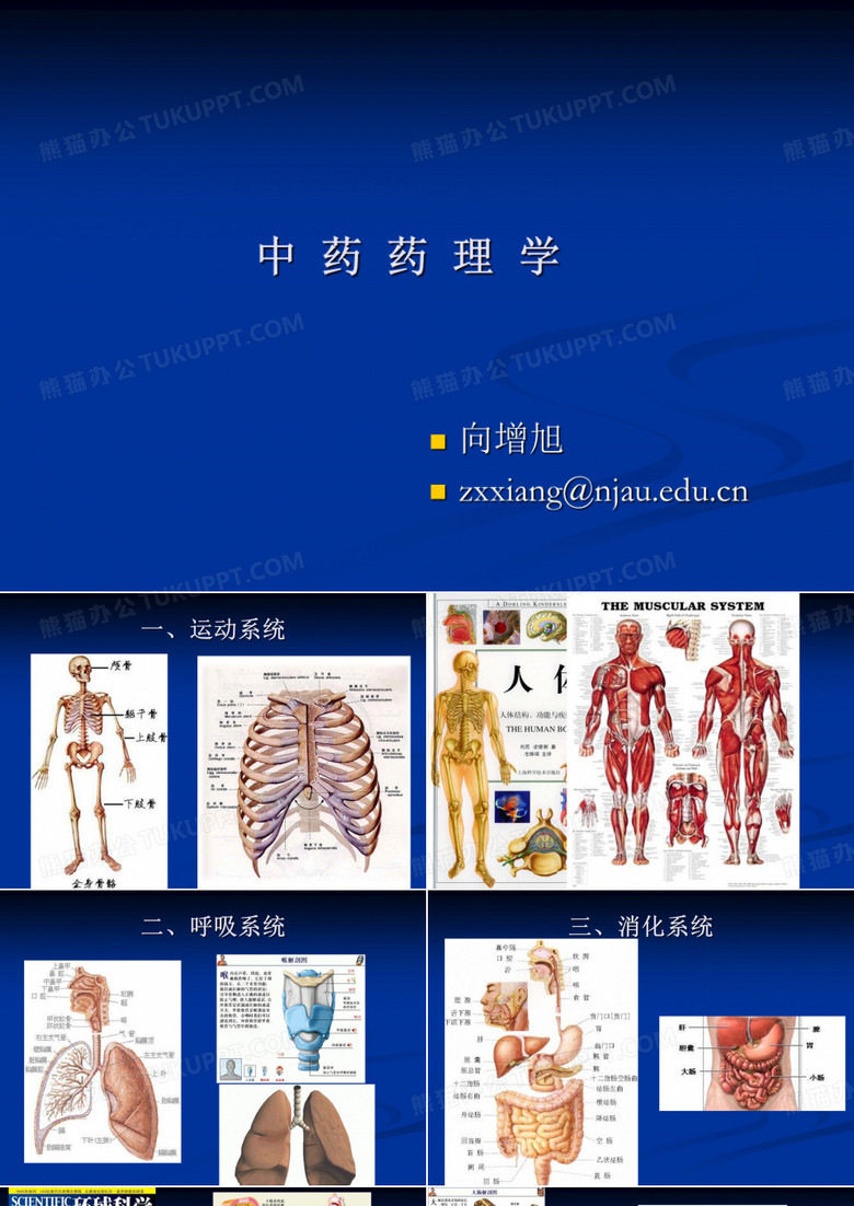 人体结构五脏六腑