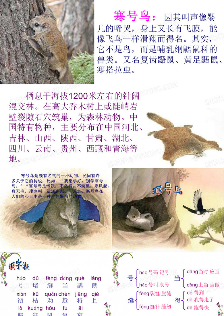 寒号鸟