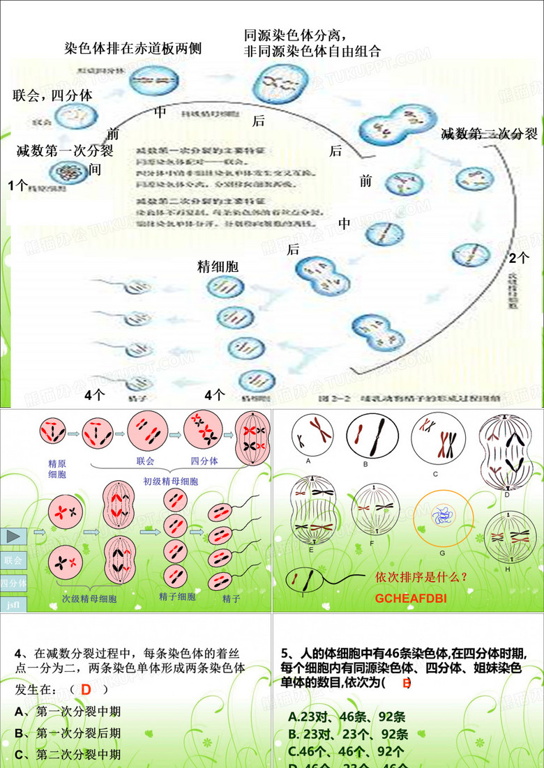 减数分裂曲线图