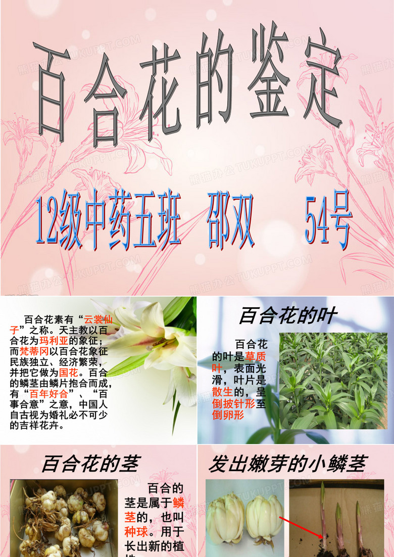百合花