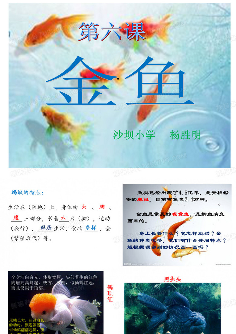 《金鱼》课件