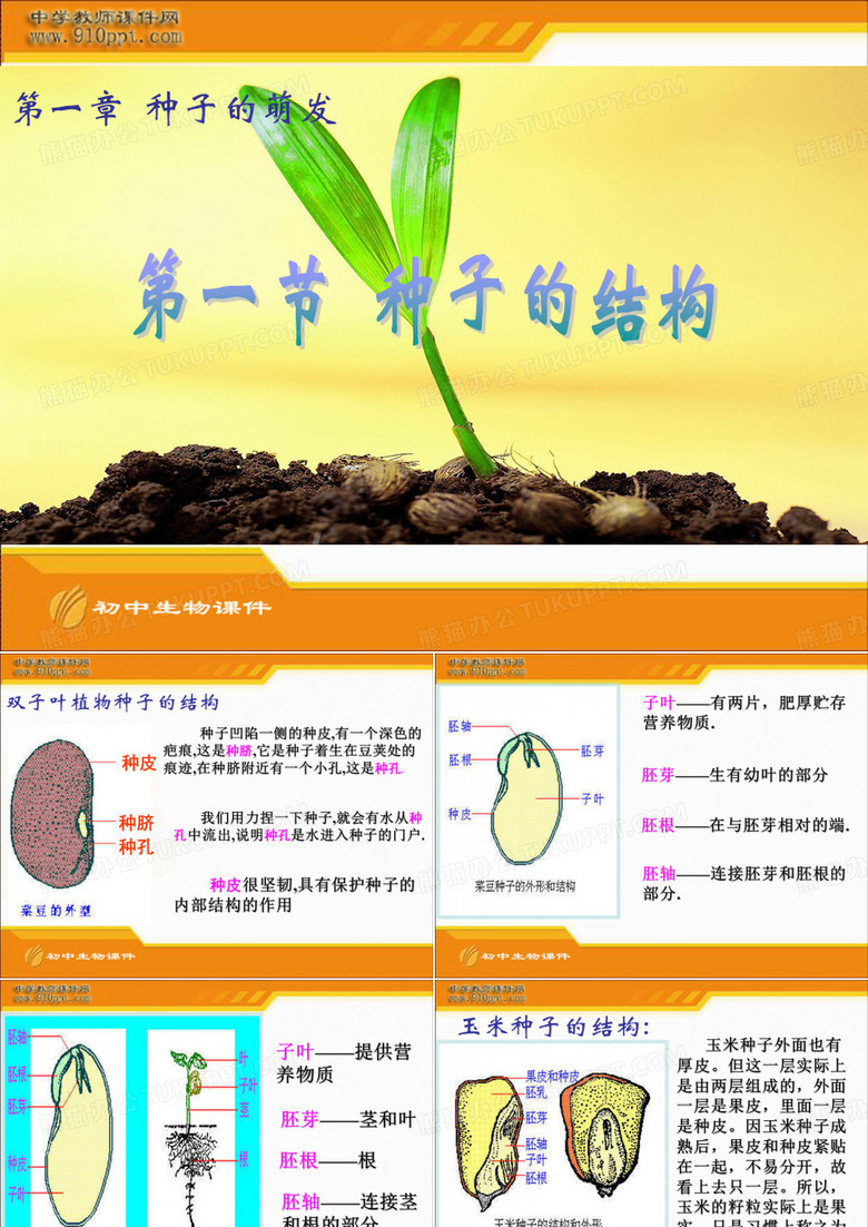 种子结构