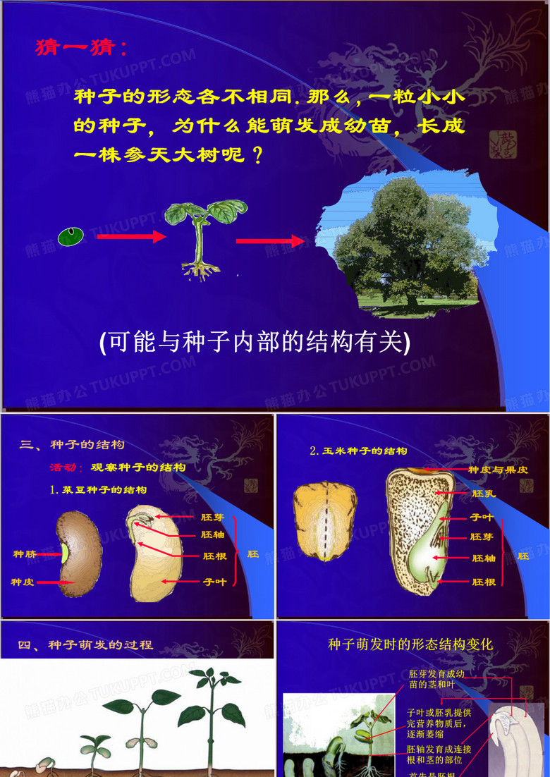 种子萌发形成幼苗