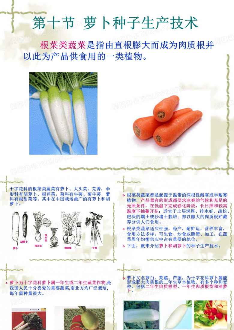 萝卜种子生产技术