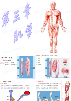 运动解剖学肌学