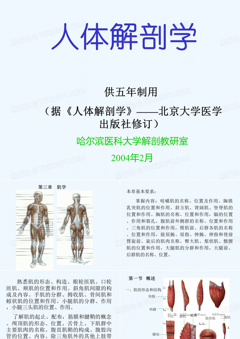 人体解剖学肌学