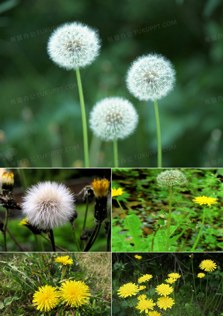 《金色的草地》