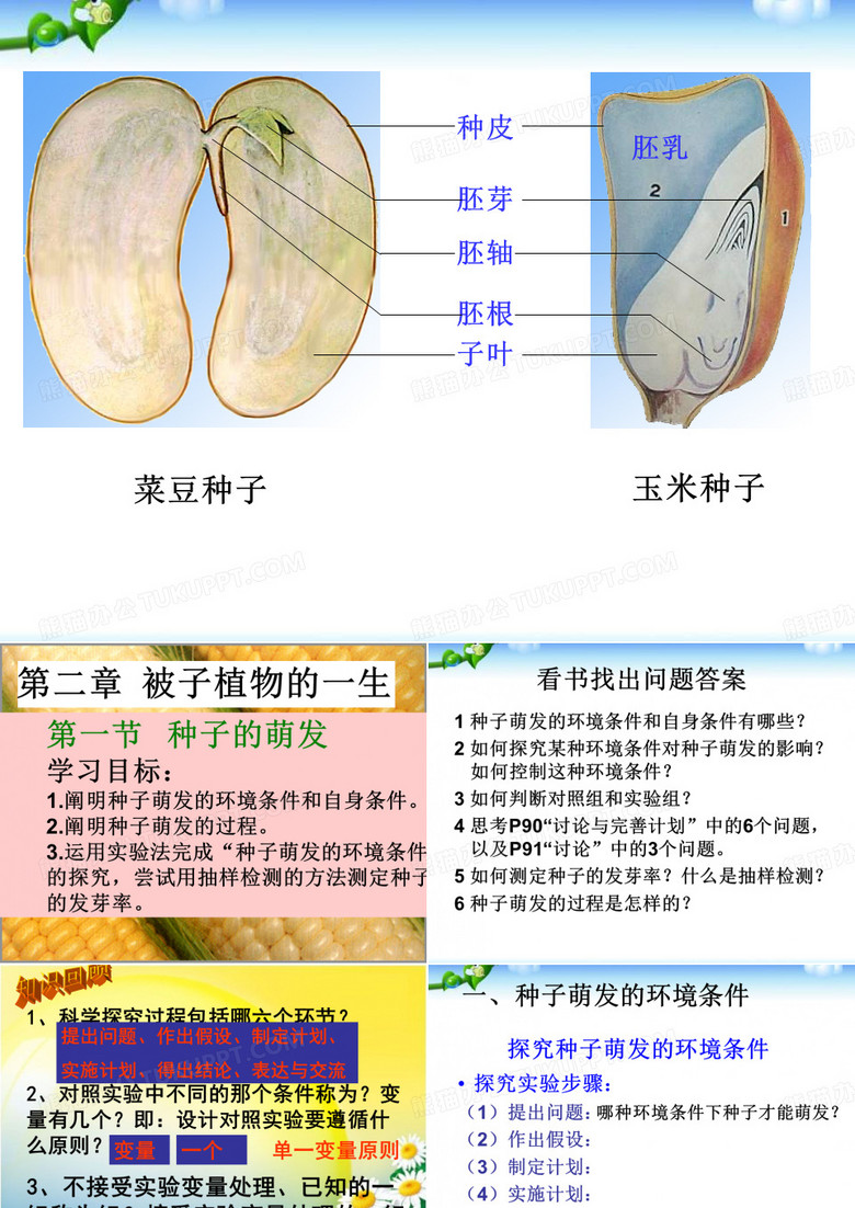 种子的萌发