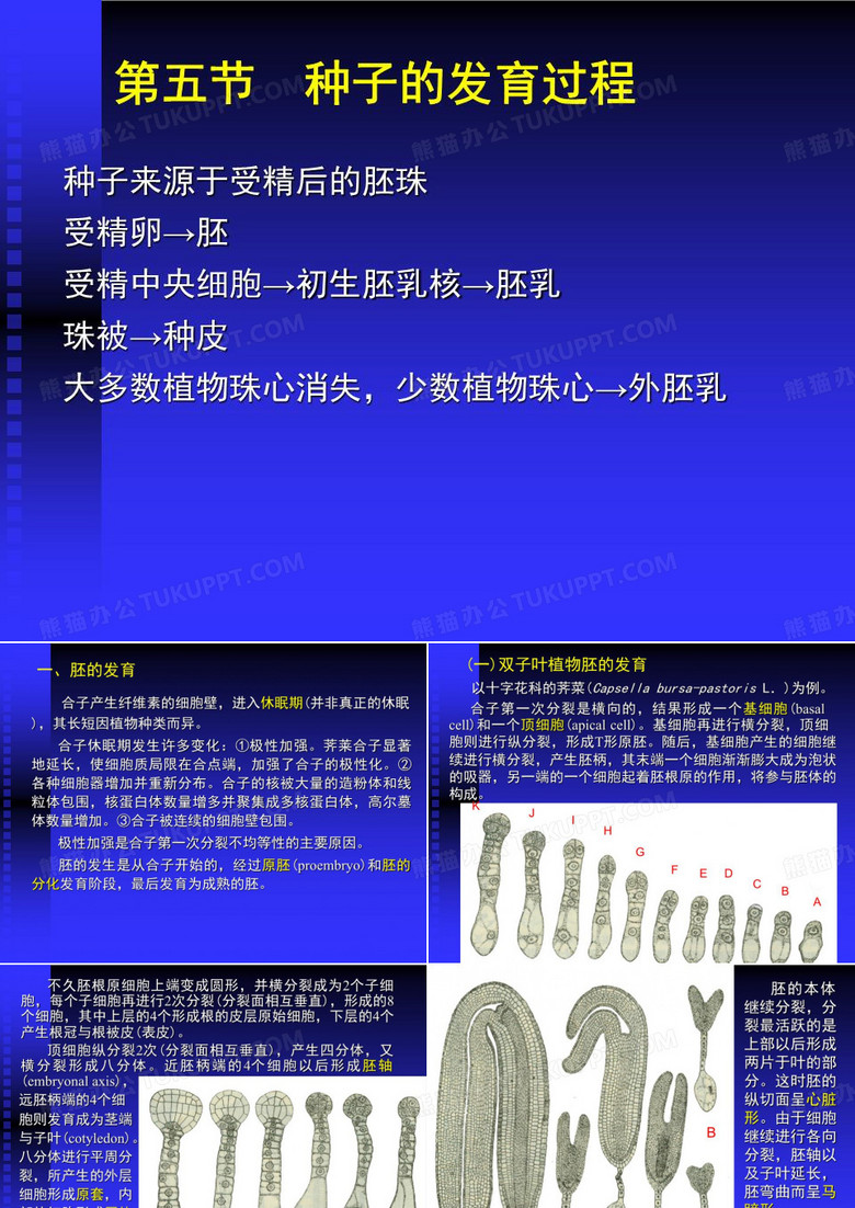 种子的发育过程