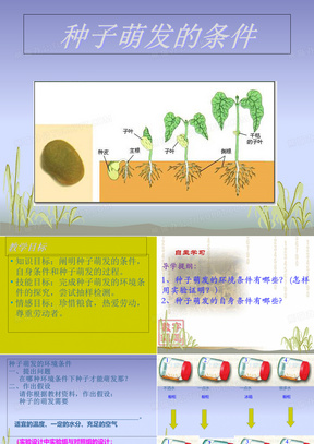 种子发芽的条件图片图片