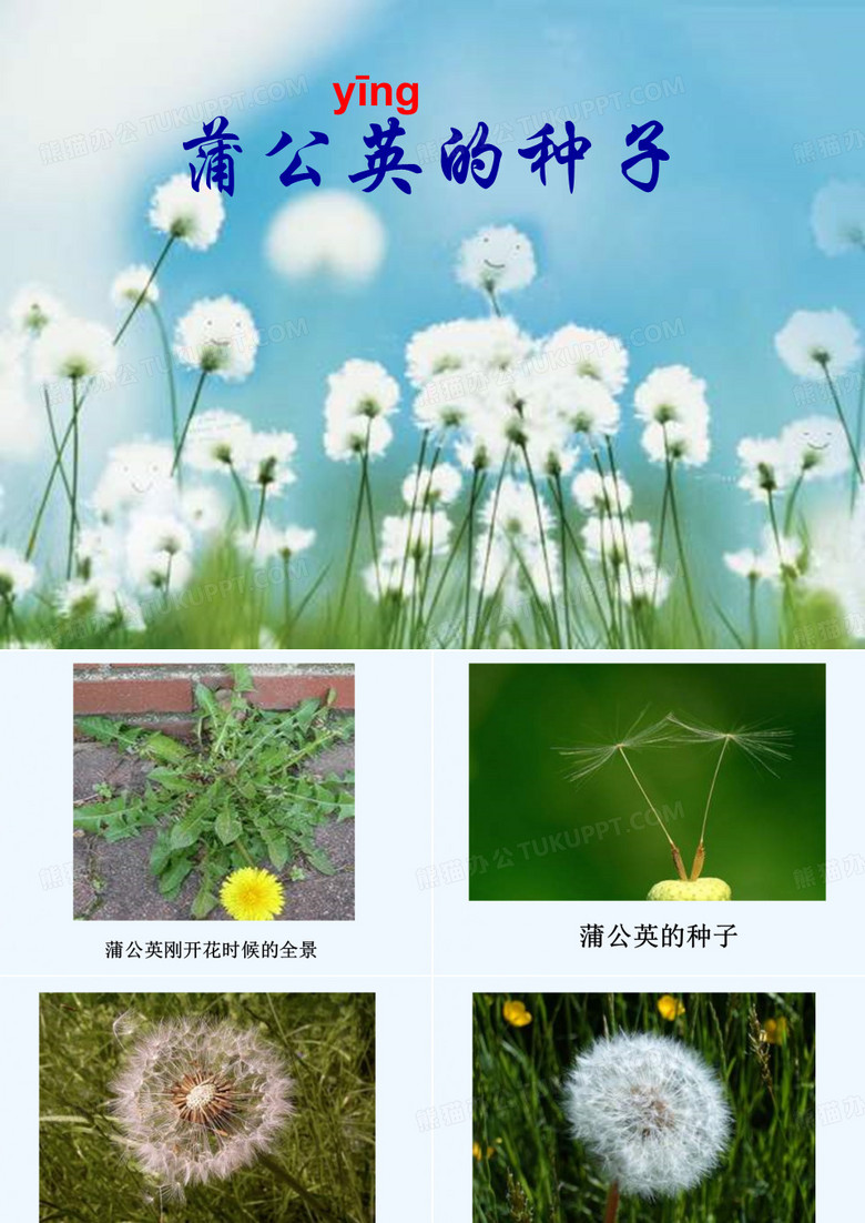 《蒲公英的种子》课件