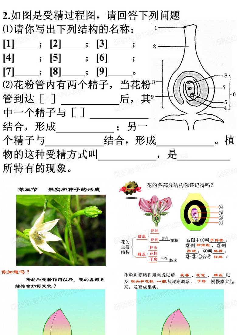 果实和种子的形成