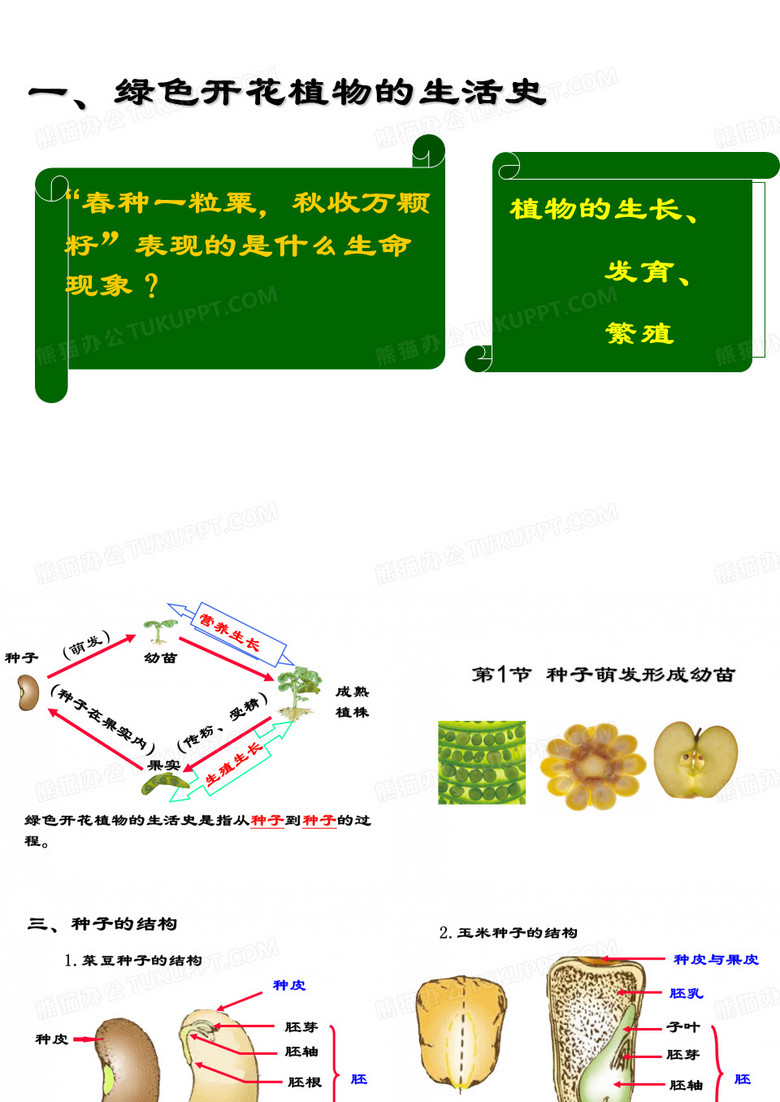 种子萌发形成幼苗