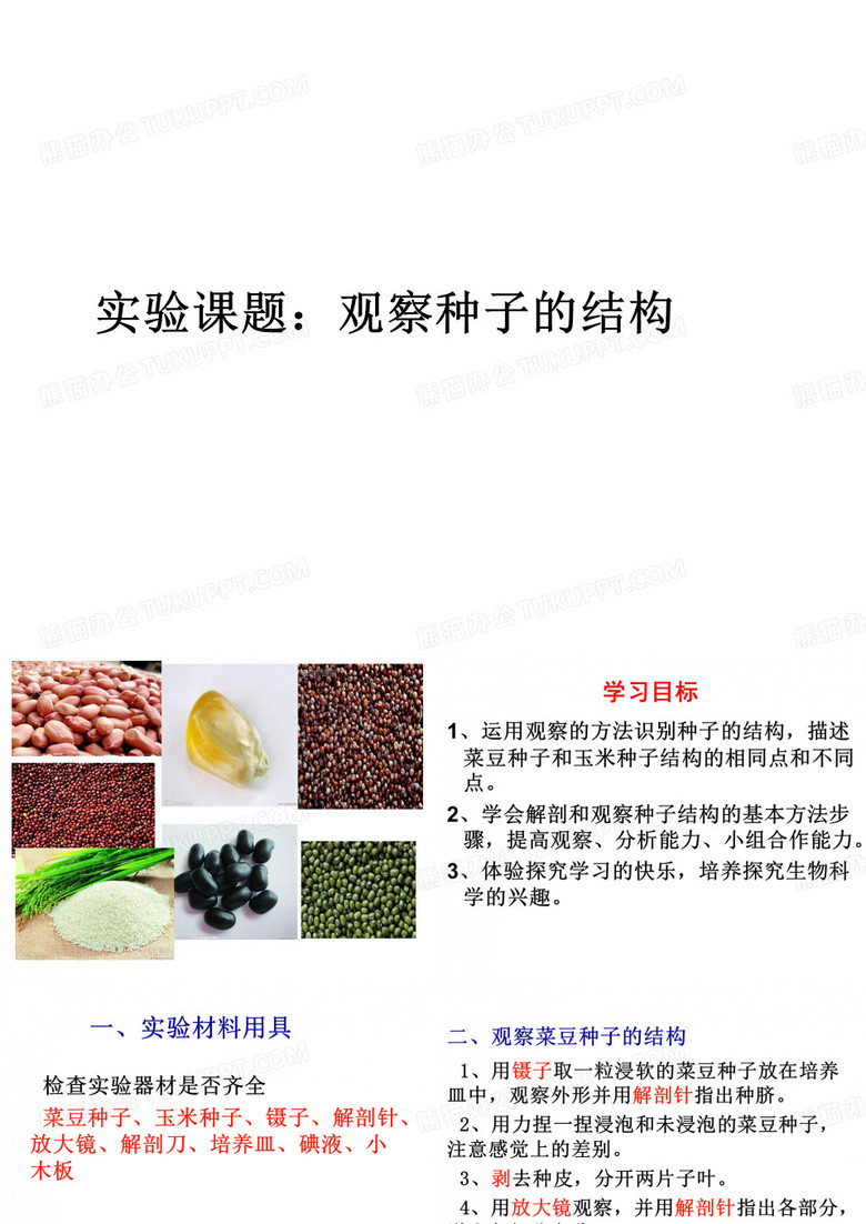 观察种子结构(实验)