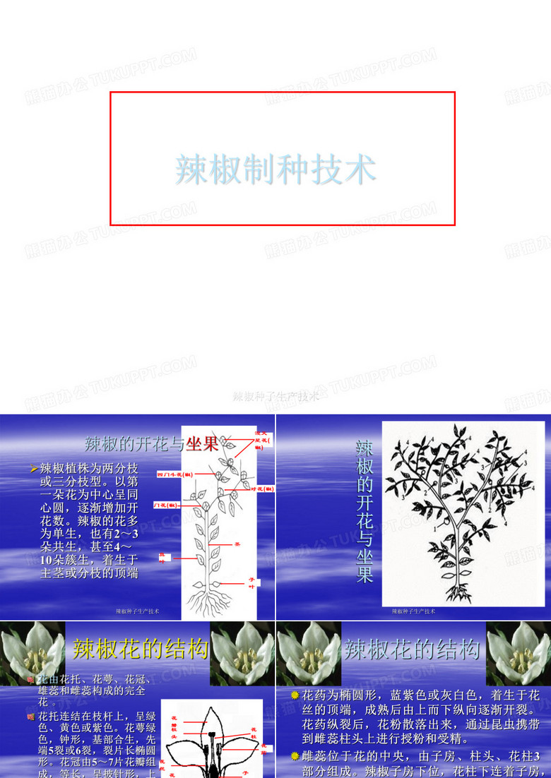 辣椒种子生产技术