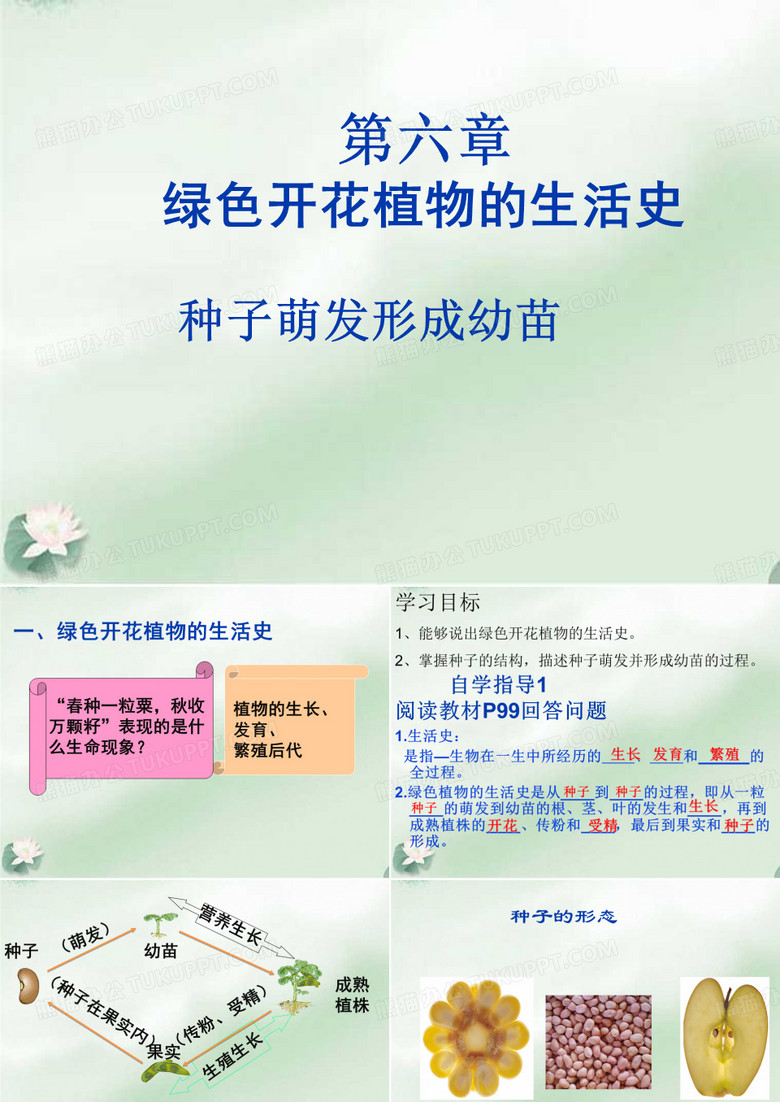 种子萌发形成幼苗