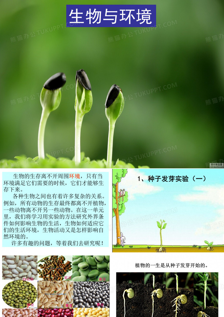 种子发芽实验(一)