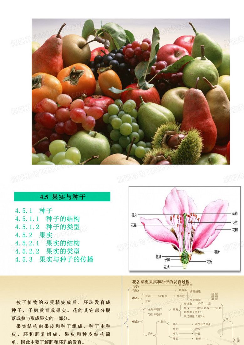果实与种子-PPT课件
