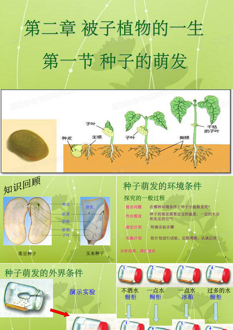 种子的萌发ppt课件