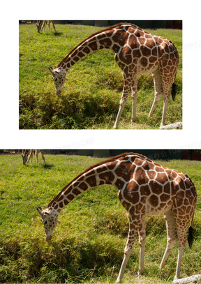 低头吃草的长颈鹿图片