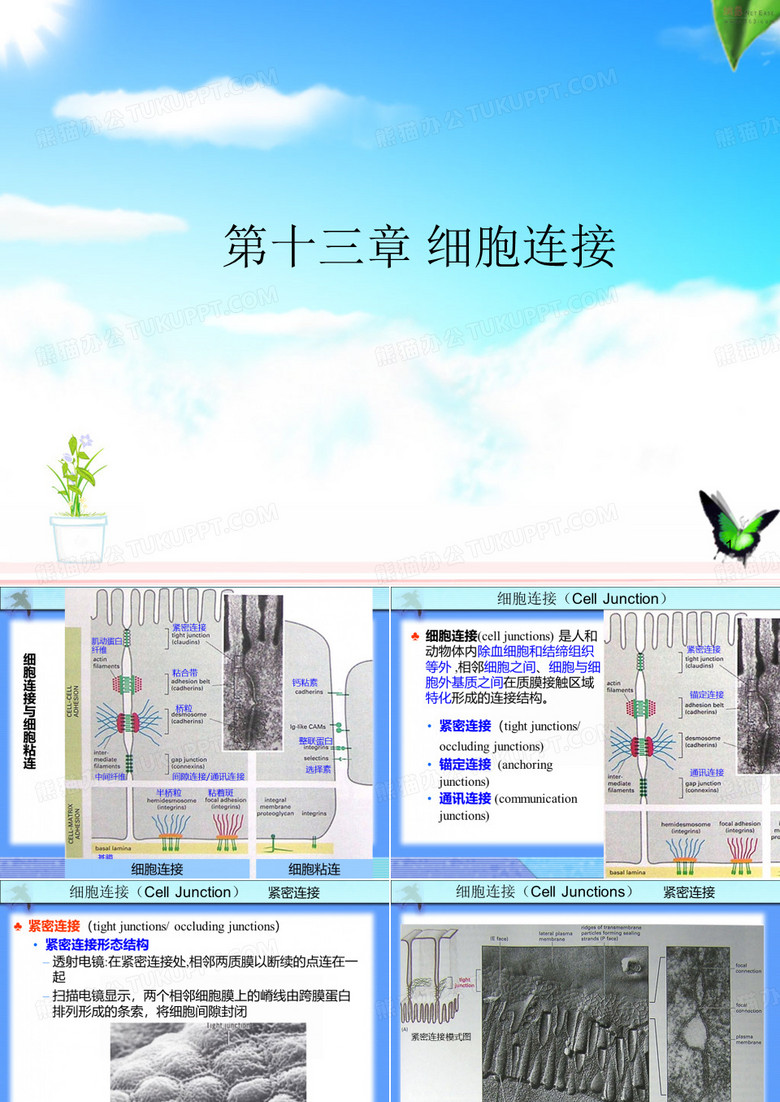 生物学--细胞生物学细胞连接