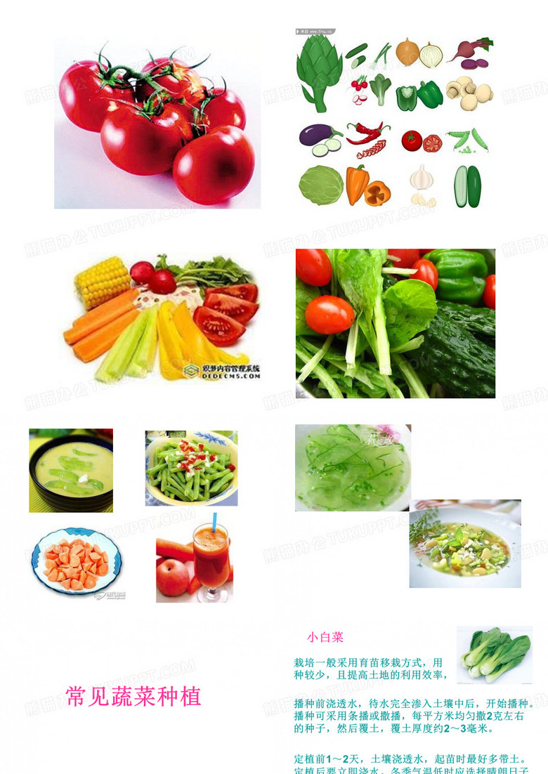 常见蔬菜种植