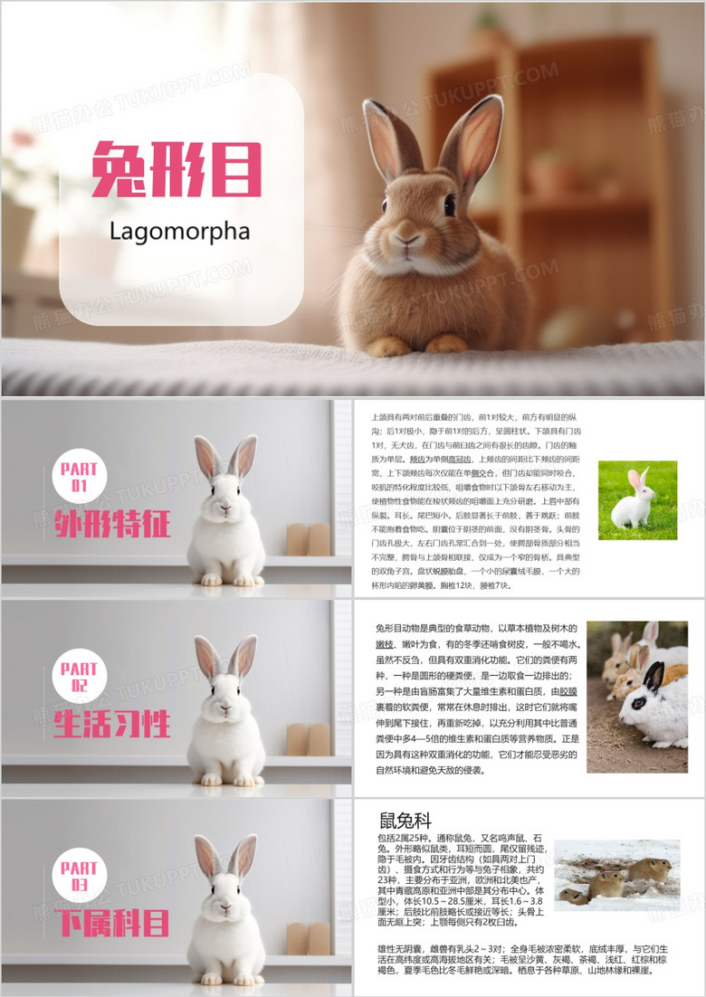 简约风兔形目介绍PPT模板