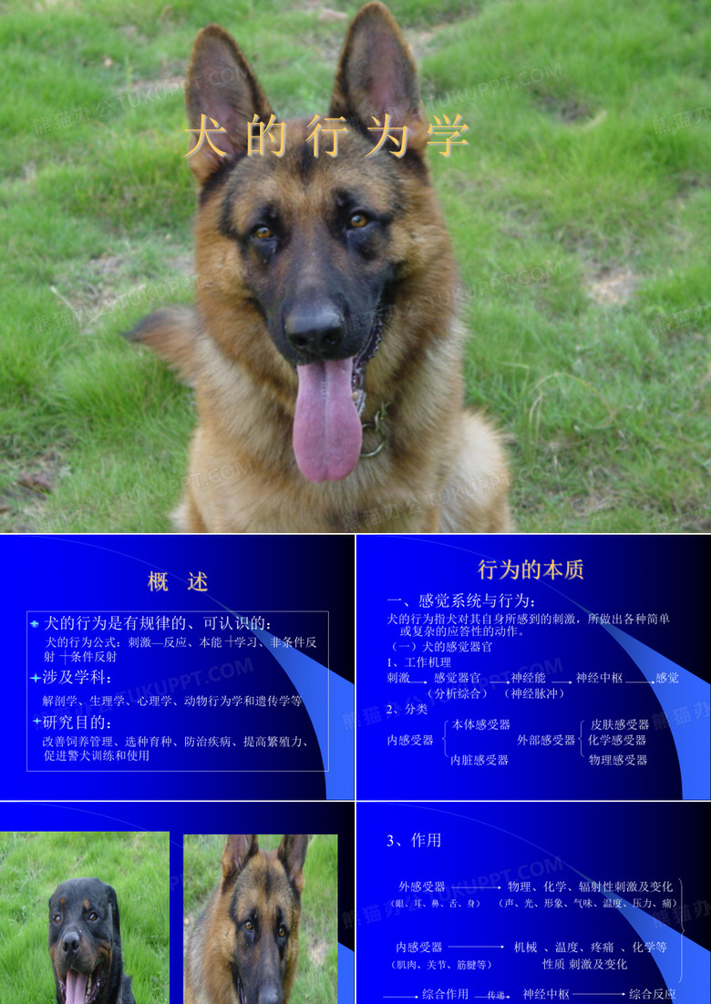 犬的行为学