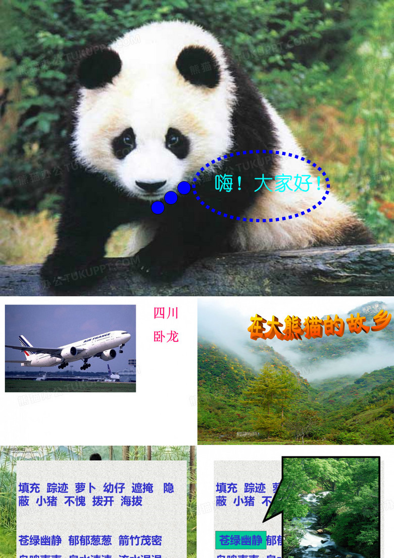 《在大熊猫的故乡》