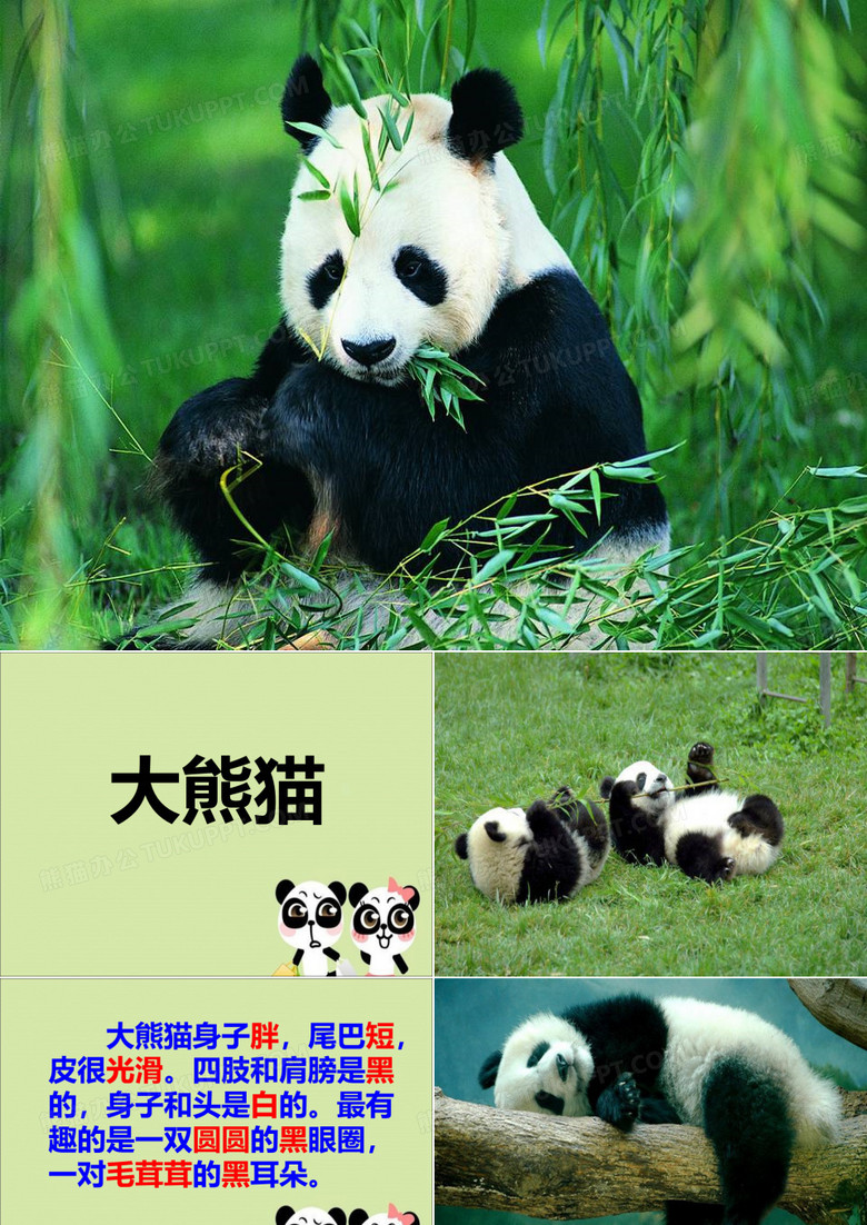 《大熊猫》教学课件
