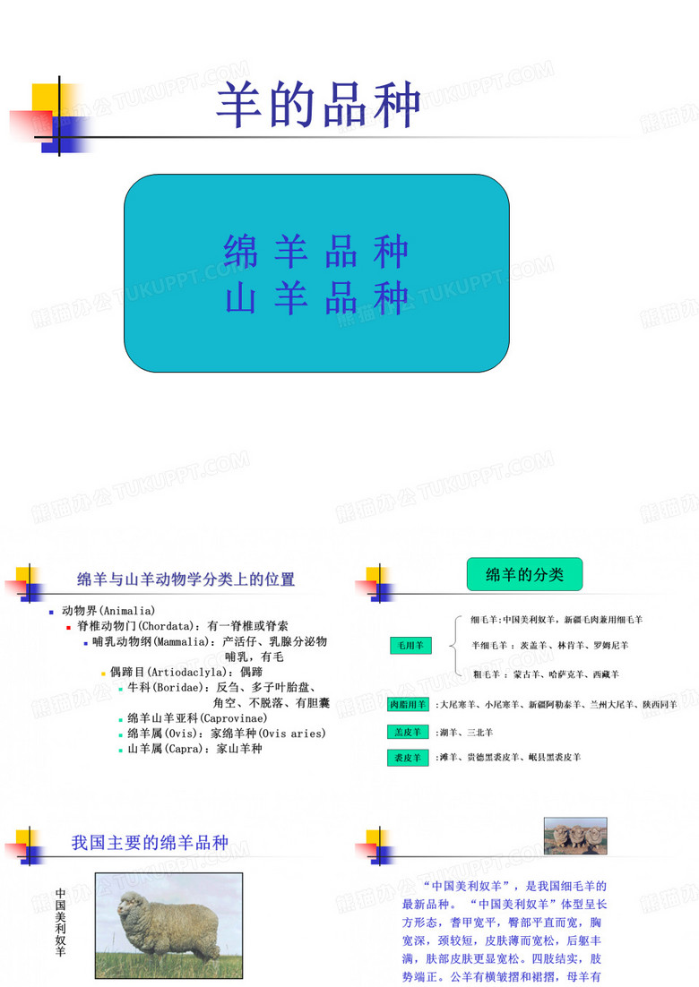 羊的品种
