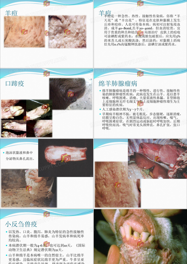 羊常见病防控 (pptminimizer)no.