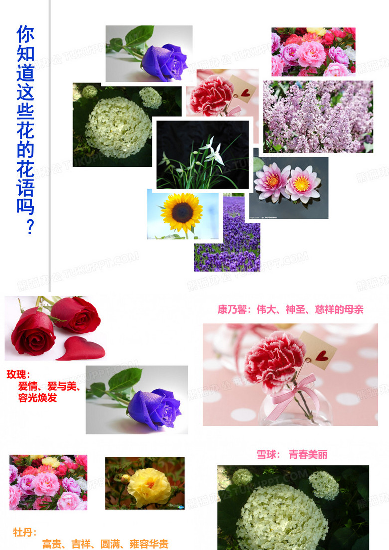 丁香结