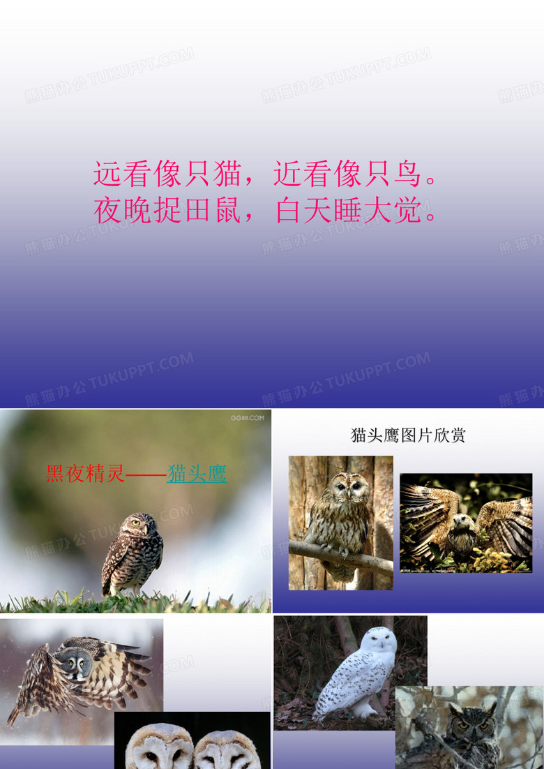猫头鹰课件