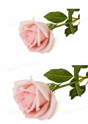 一朵玫瑰花图片素材