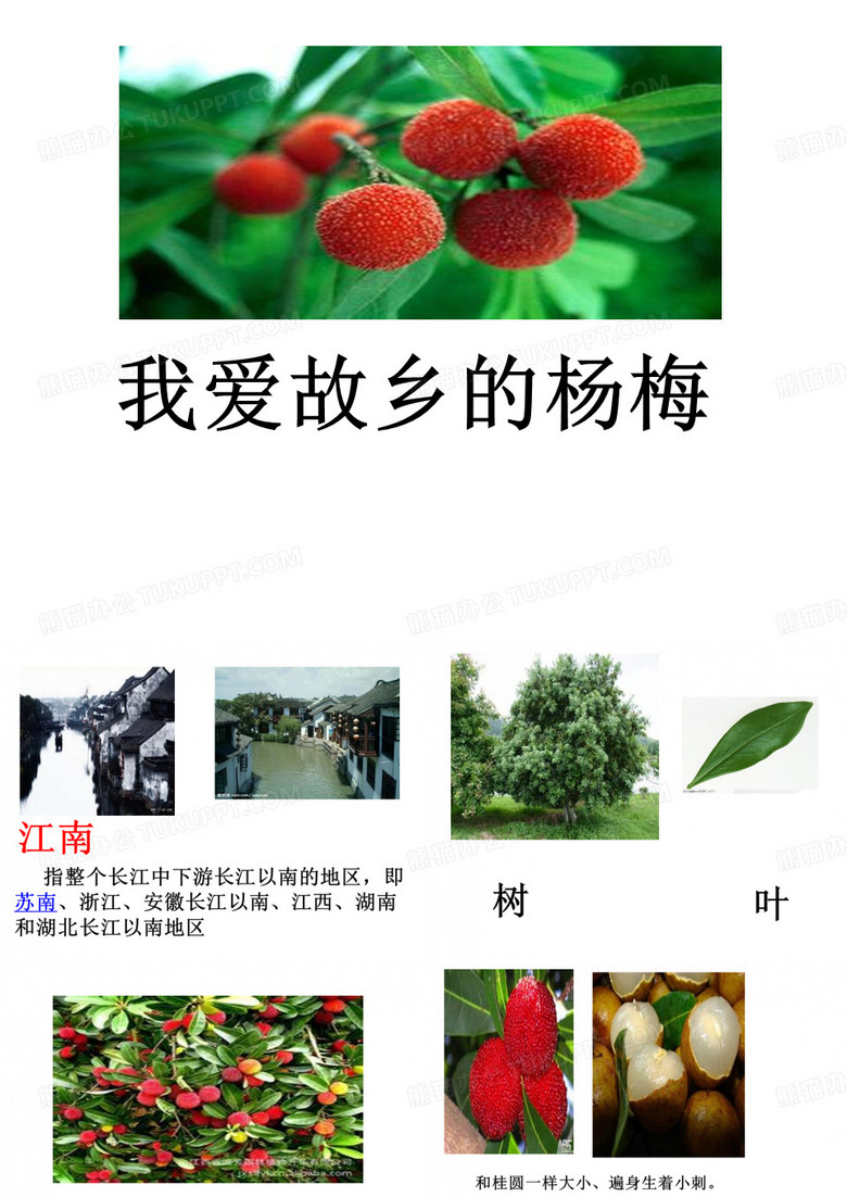 杨梅