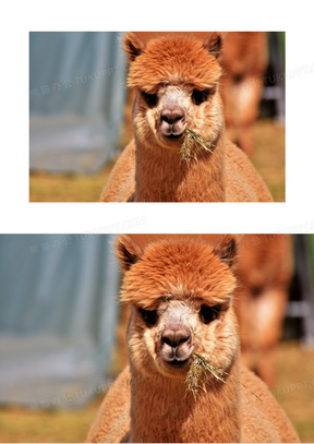 嘴里嚼着草的羊驼特写摄影高清图片