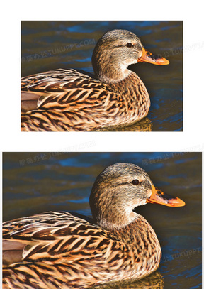 大鸭子图片素材