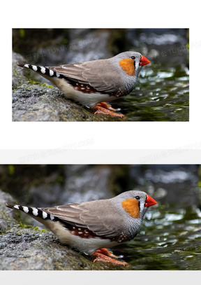 在喝水的红嘴草雀特写摄影高清图片