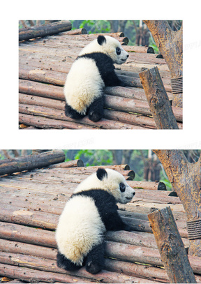 在木头上跑来跑去的大熊猫高清图片