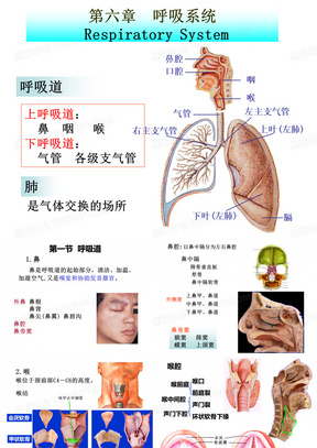 呼吸系统