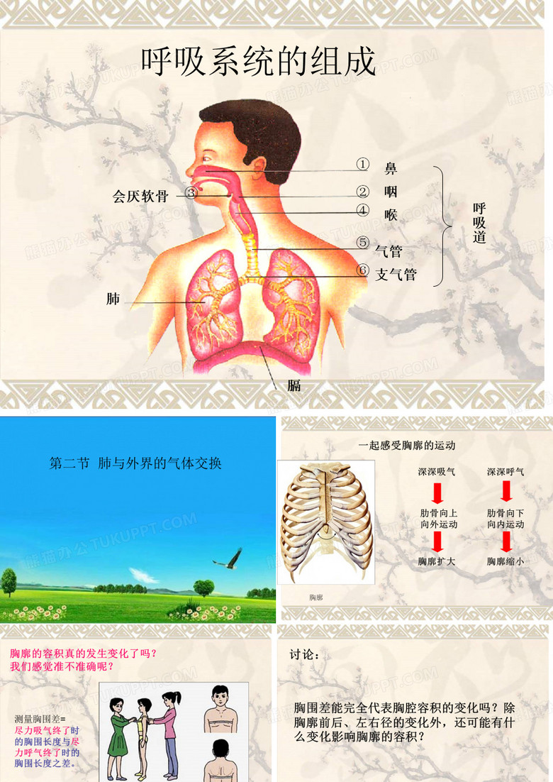 呼吸系统