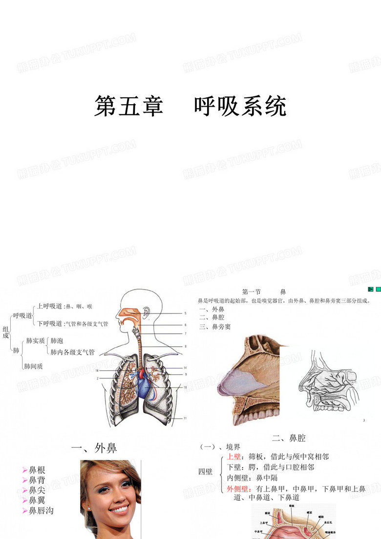 呼吸系统