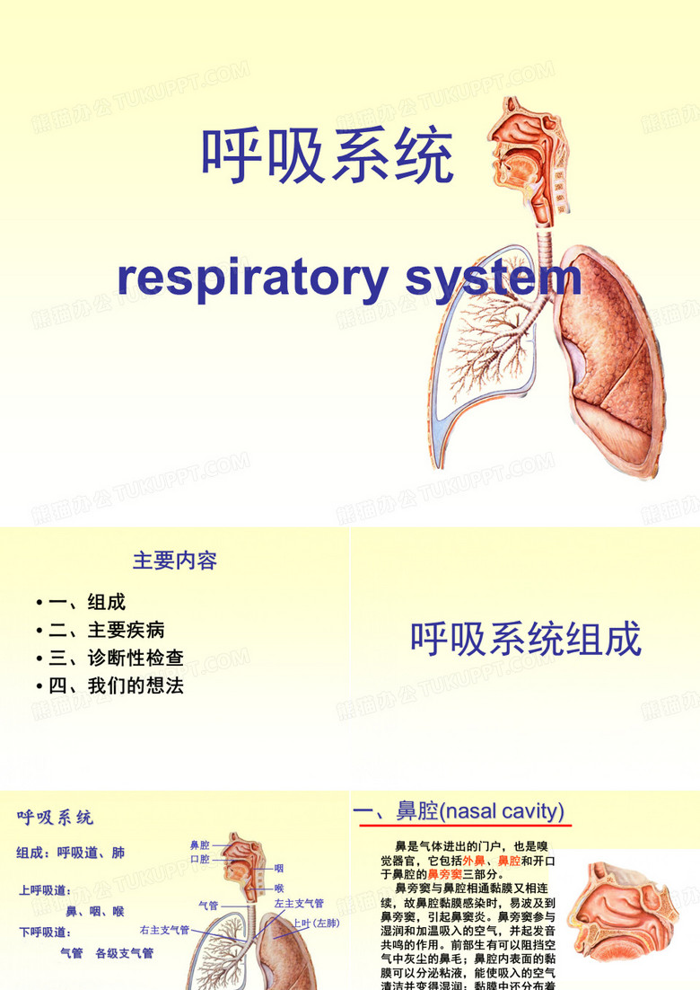 呼吸系统