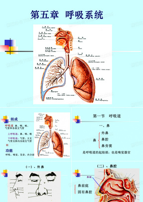 呼吸系统