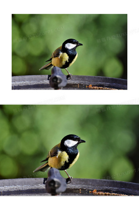 黑头白脸的小麻雀特写摄影高清图片