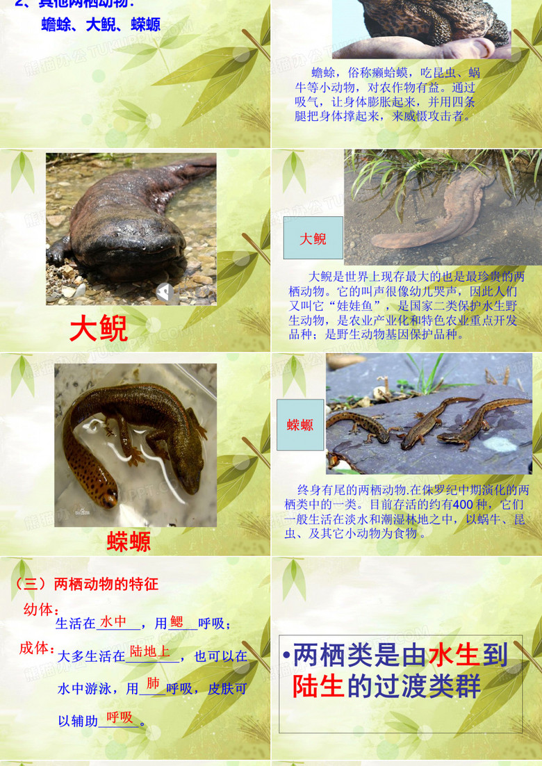 515两栖动物和爬行动物ppt模板下载_编号qaydkaey_熊猫办公