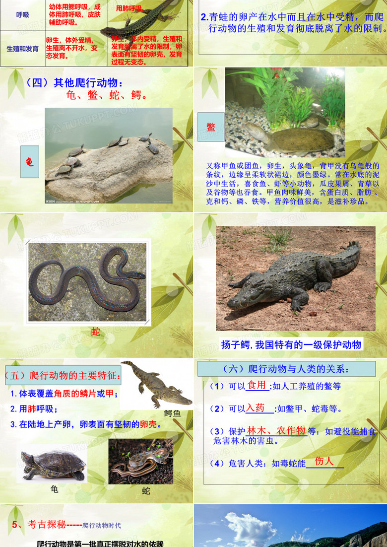 515两栖动物和爬行动物ppt模板下载_编号qaydkaey_熊猫办公